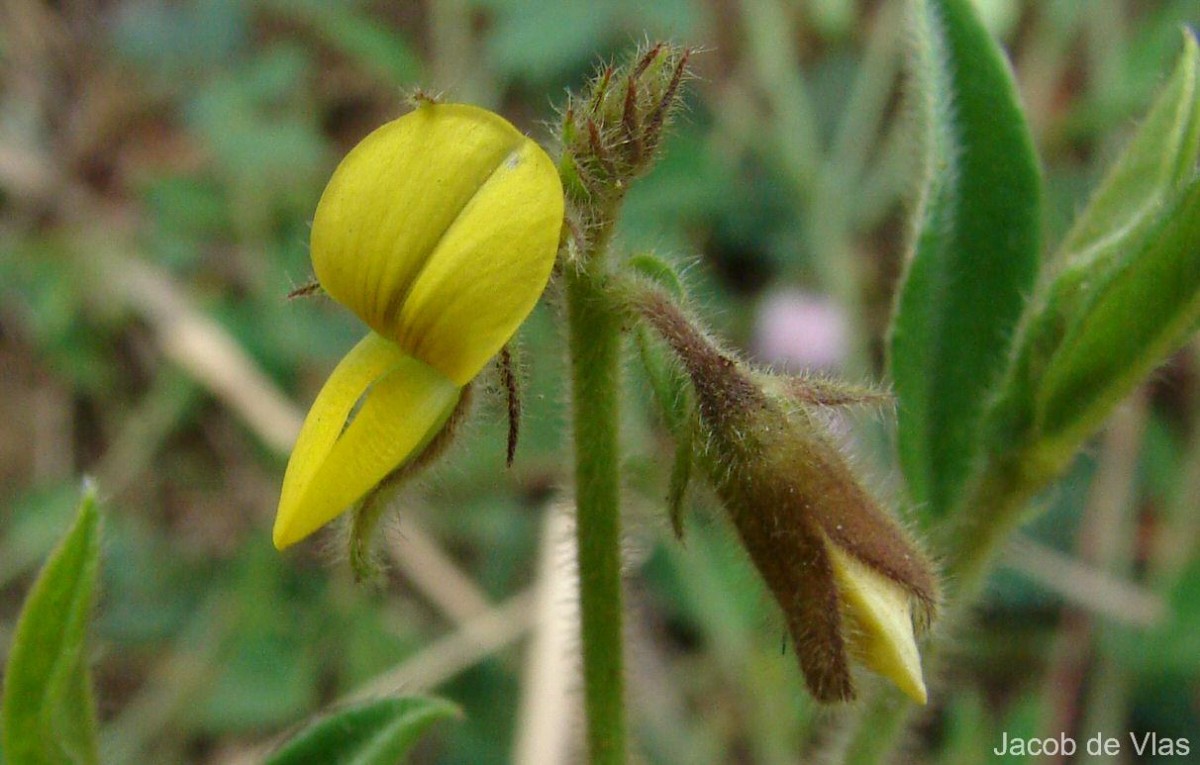 Crotalaria lejoloba Bartl.